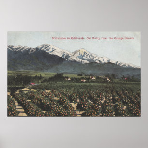 Pôster Orange Groves with Old Baldy Mt in Distance