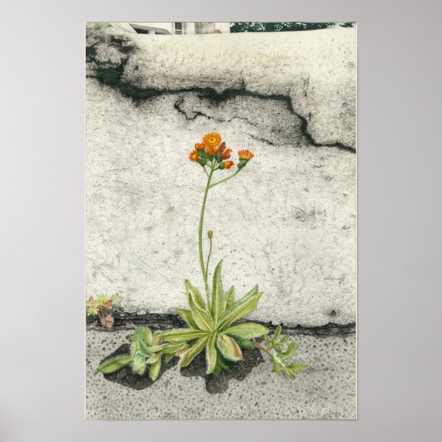 Poster Orange Hawkweed (Frente)