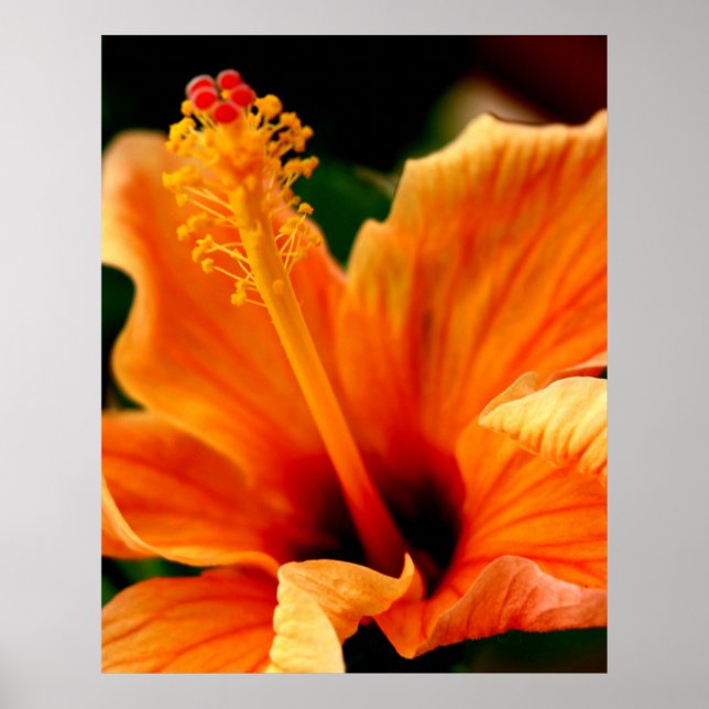 Poster Orange Hibiscus (Frente)