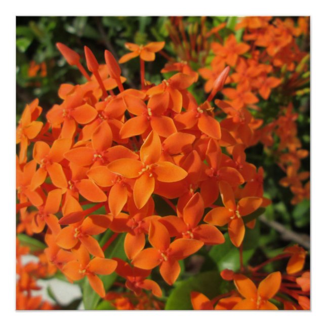 Pôster Orange Ixora Plant (Frente)
