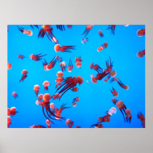 POSTER ORANGE JELLY FISH