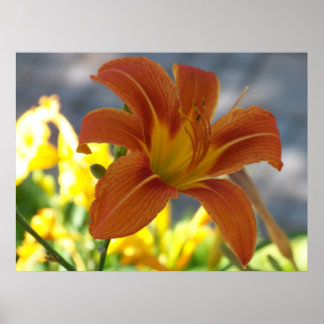 Pôster Orange Lily