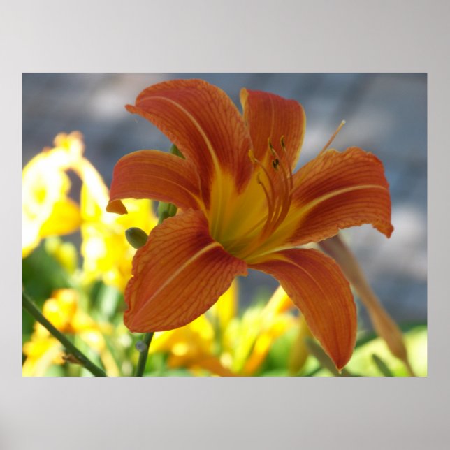 Pôster Orange Lily (Frente)