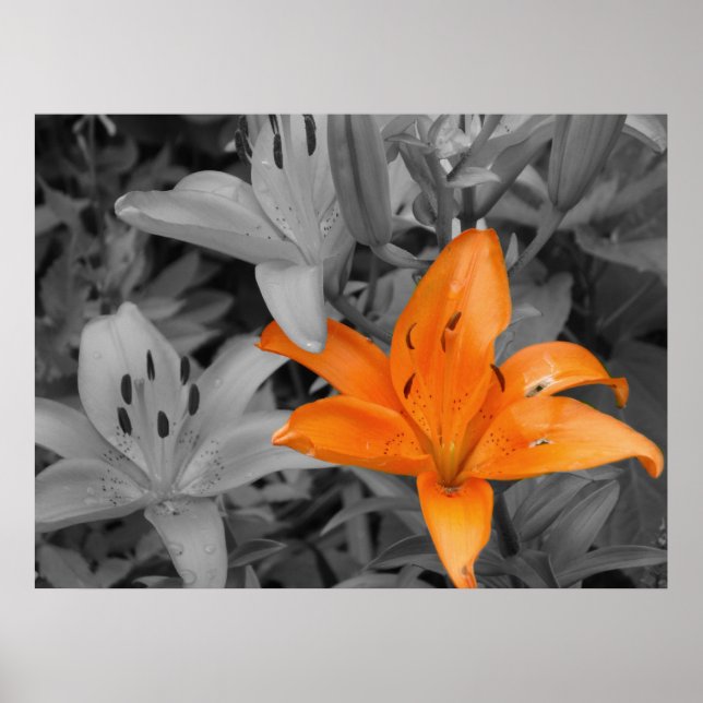 Poster Orange Lily (Frente)