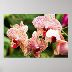 Pôster Orange Orchid Hybrid, África do Sul