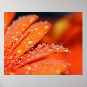 Pôster Orange Pop