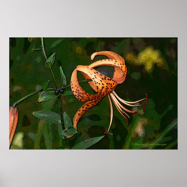 PÔSTER "ORANGE SPONTTED TIGER LILY (FOTO). (Frente)