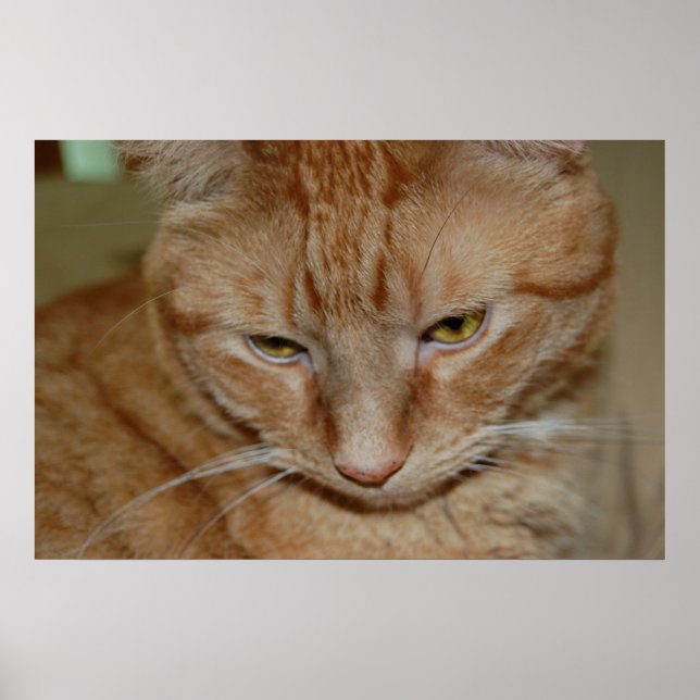 Poster Orange Tabby Cat (Frente)