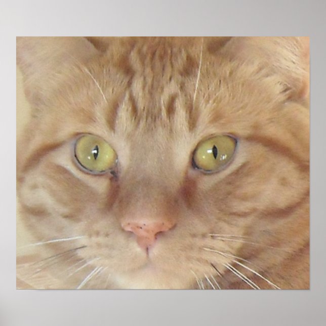 Poster Orange Tabby Cat (Frente)