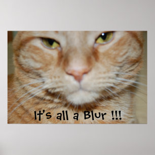 Poster Orange Tabby Cat