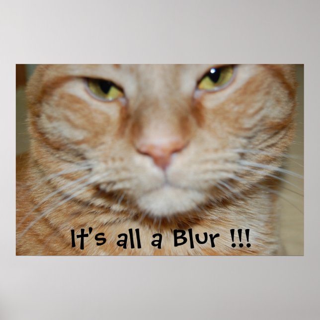 Poster Orange Tabby Cat (Frente)