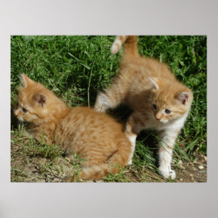 Pôster Orange Tabby Siblings