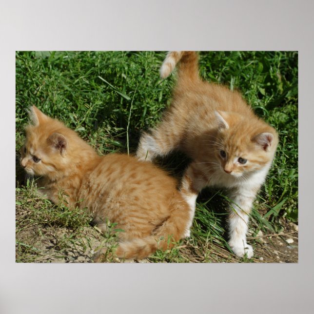 Pôster Orange Tabby Siblings (Frente)