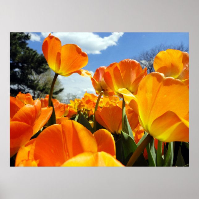Poster Orange Tulip Reaching for the Sky (Frente)