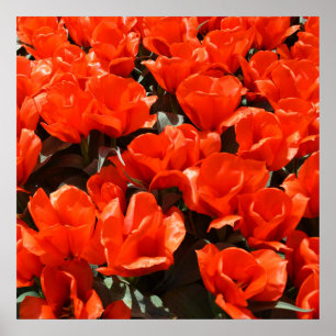 Poster Orange tulips