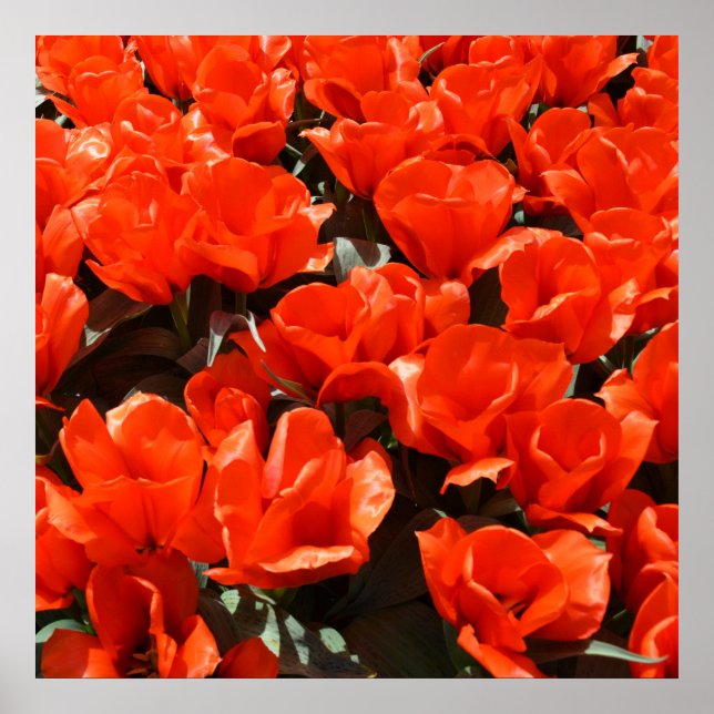 Poster Orange tulips (Frente)