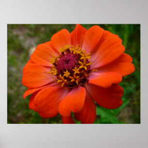 Pôster Orange Zinnia Wildflower Nature Floral