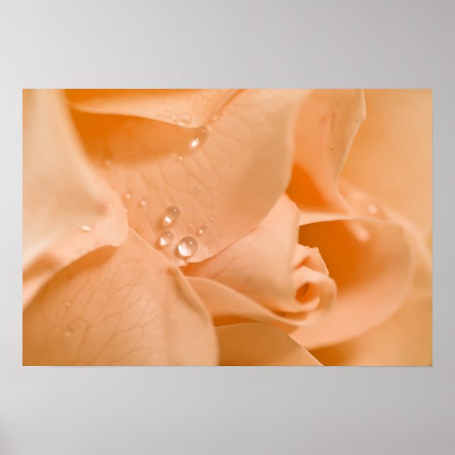 Poster OrangeRose (Frente)