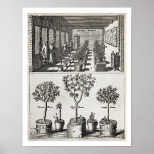 Pôster Orangery, de "De Nederlandze Hesperides" daqui at