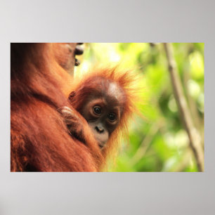 Pôster Orangotango de Sumatran do bebê