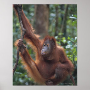 Poster Orangotango que pendura no Liana