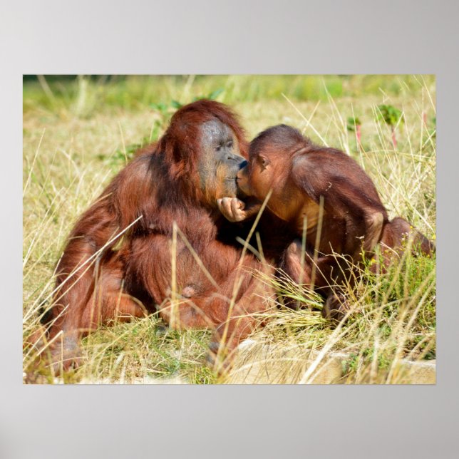 Poster Orangotangos (Pongo pygmaeus) (Frente)