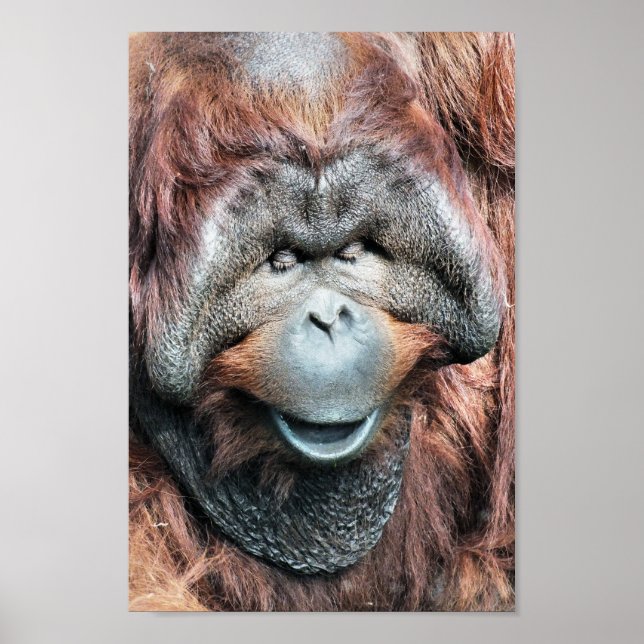 PÔSTER ORANGUTAN (Frente)