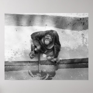 Pôster Orangutan