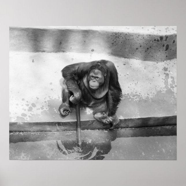 Pôster Orangutan (Frente)