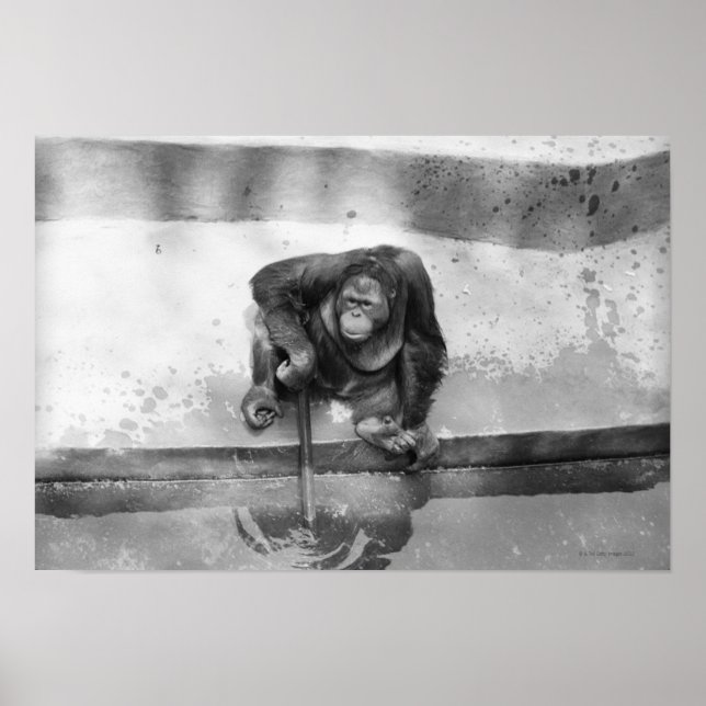 Pôster Orangutan (Frente)