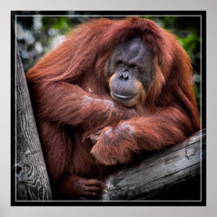Pôster Orangutan