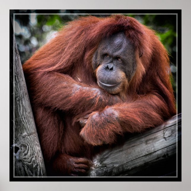 Pôster Orangutan (Frente)