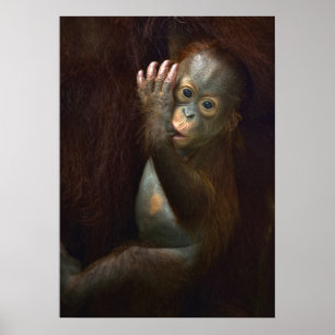 Poster Orangutan