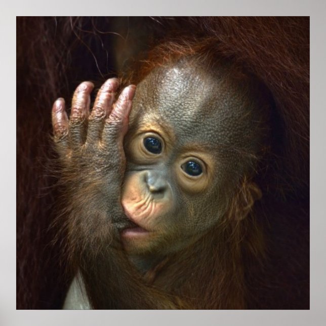 Pôster Orangutan (Frente)
