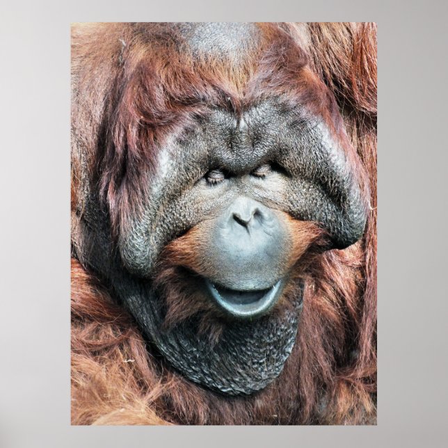 POSTER ORANGUTAN (Frente)