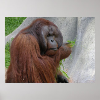 Pôster Orangutan