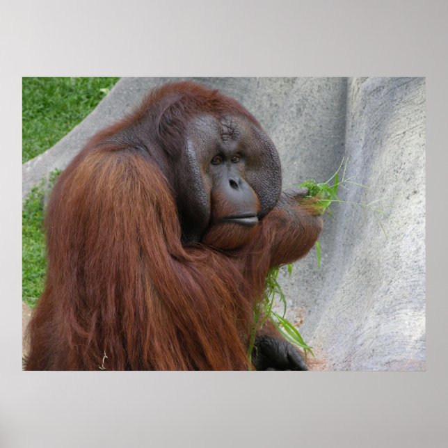 Pôster Orangutan (Frente)