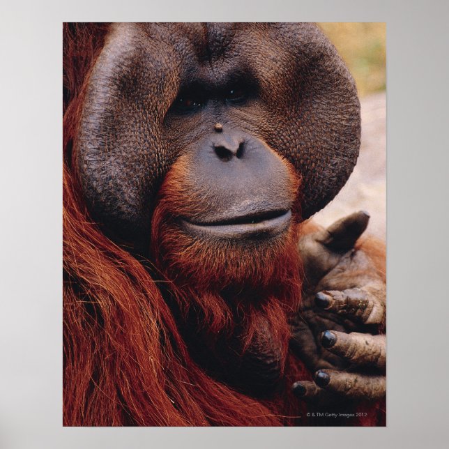 Pôster Orangutan (Frente)