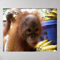 Orangutan Baby