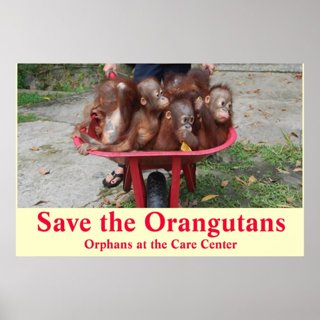 Poster Orangutan Baby Orphans Vai para a escola (Frente)