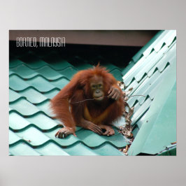 Poster Orangutan Bonito na selva de Sabah Borneo