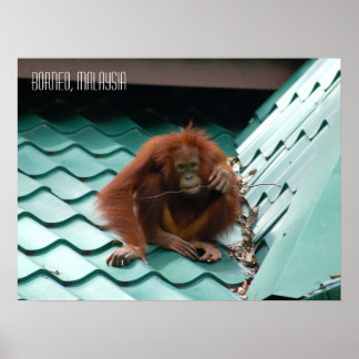 Poster Orangutan Bonito na selva de Sabah Borneo