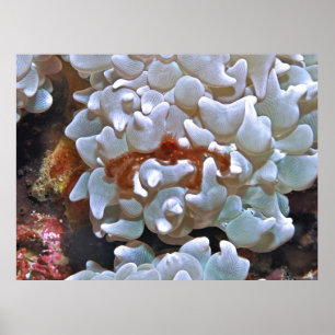 Poster Orangutan Crab