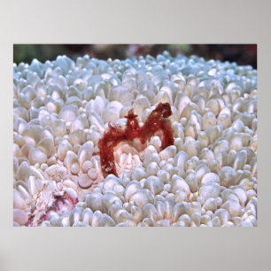 Poster Orangutan Crab Gilis