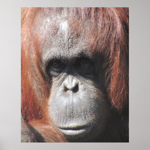 Pôster Orangutan Eyes
