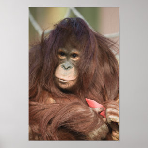 Poster Orangutan Kayan