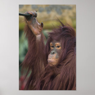 Poster Orangutan Kayan