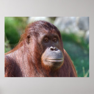 Pôster Orangutan Lady