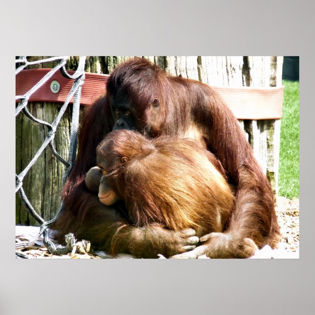 PÔSTER ORANGUTANOS (Frente)