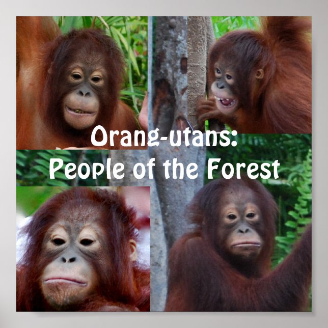 Poster Orangutanos (Frente)